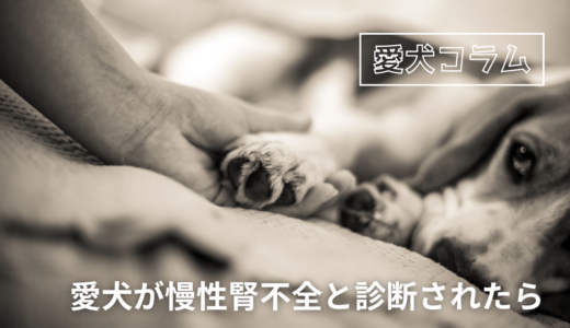 愛犬が慢性腎不全と診断されたら